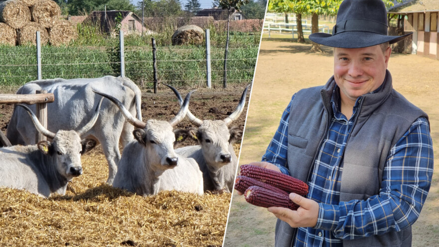 Autohtone rase - lična karta jednog naroda: Za podolca i stara sorta kukuruza