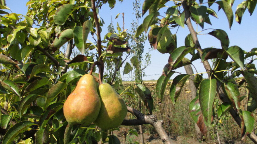 Kruška podbacila zbog suše i kruškine buve