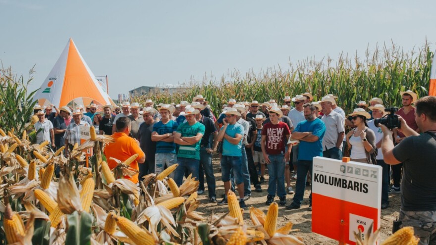 Održan KWS Dan polja kukuruza - predstavljeni hibridi budućnosti!
