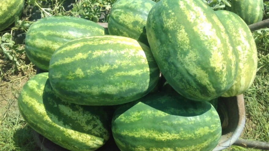 Važni saveti u uzgoju lubenica: Dublje oranje i đubrenje stajnjakom