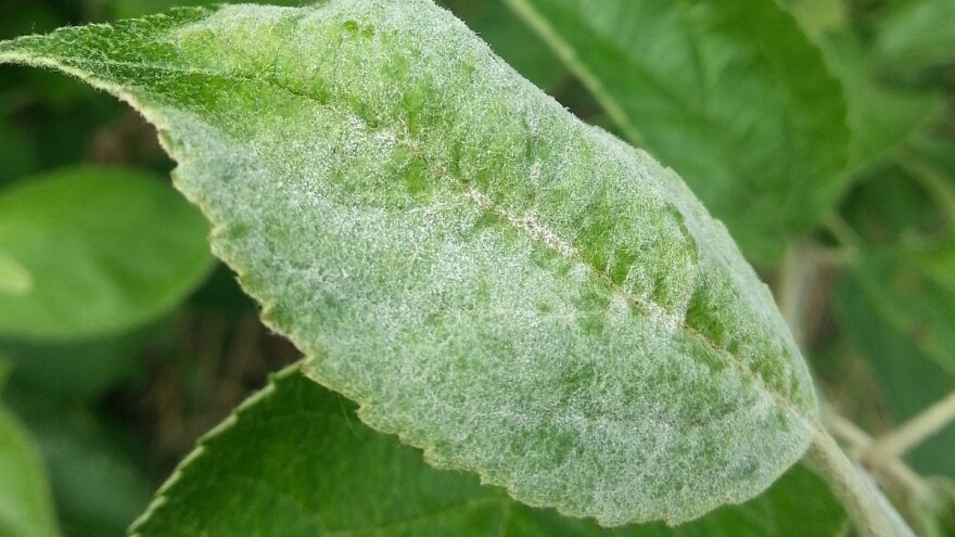 Zaštita jabuke od pepelnice