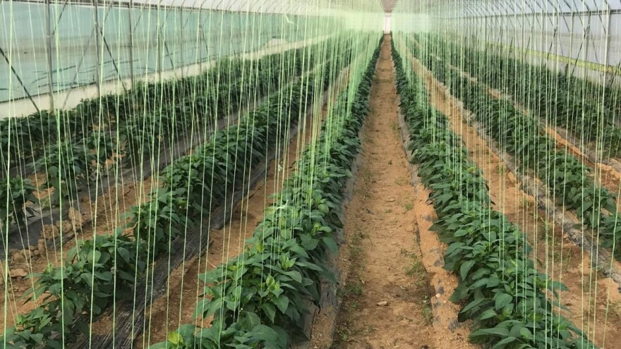 10 univerzalnih pravila za plastenički uzgoj, plus 10 za još bolju proizvodnju