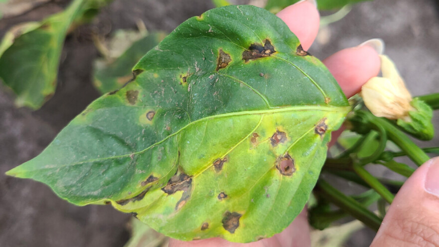 Zaštitite papriku od bakterioze i plamenjače odbrambenim mehanizmom