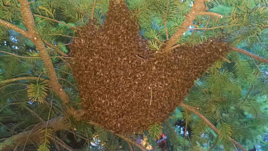 Rojenje pčela: Zašto se događa i kako postupiti?