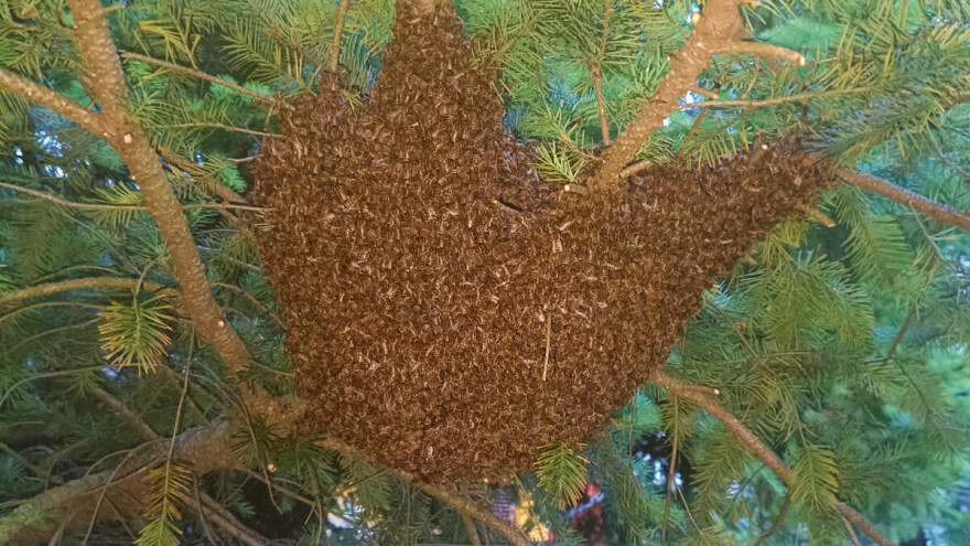 Rojenje pčela: Zašto se događa i kako postupiti?