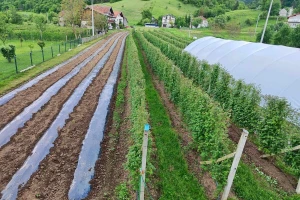 Rotacija useva: Zašto je važna i kako je sprovesti?