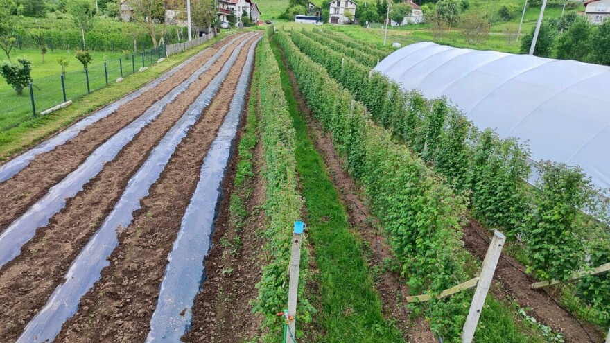 Rotacija useva: Zašto je važna i kako je sprovesti?