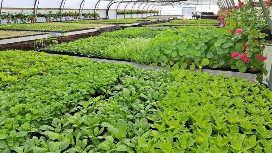 Trebate presadnice? Posjetite proljetni sajam Poljoprivredne i veterinarske škole Osijek