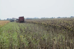 Prepolovljen rod suncokreta povećava cenu