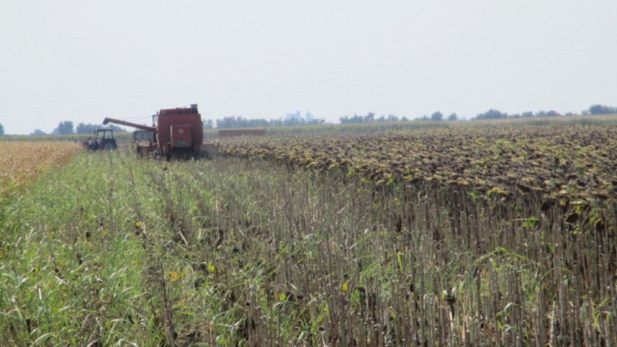 Prepolovljen rod suncokreta povećava cenu