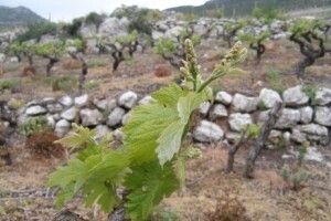 Bayer savjeti za vinogradare 27.04.-03.05.