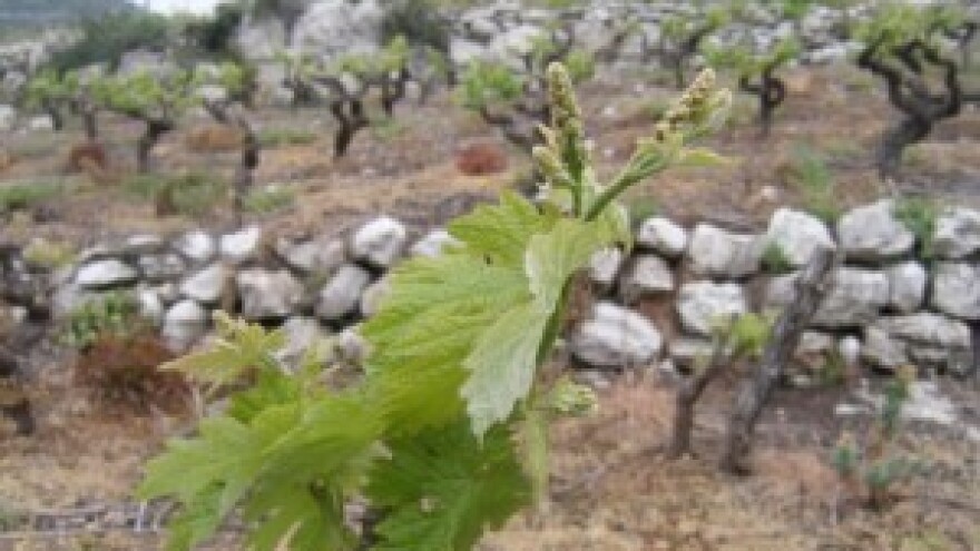 Bayer savjeti za vinogradare 27.04.-03.05.