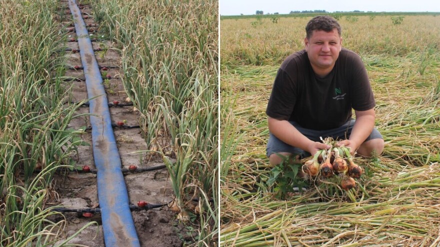 Nikolić: Uz navodnjavanje imam prinos luka do 80 tona po hektaru