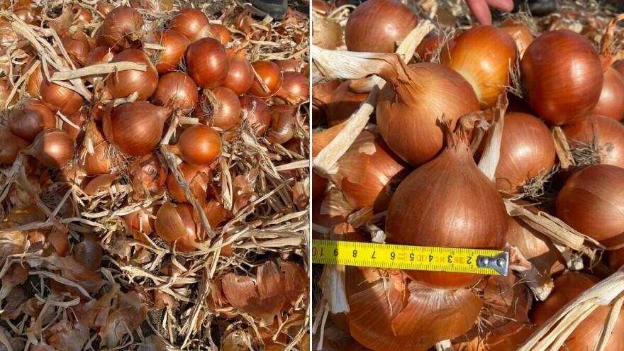 Kap po kap: 1.900 litara vode u minuti, a prinos luka 90 tona/ha