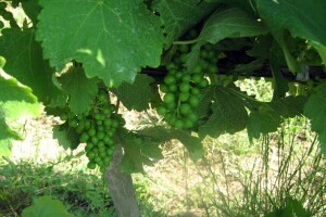 Zrna grožđa veća nego što bi trebalo - kakvo će biti vino?