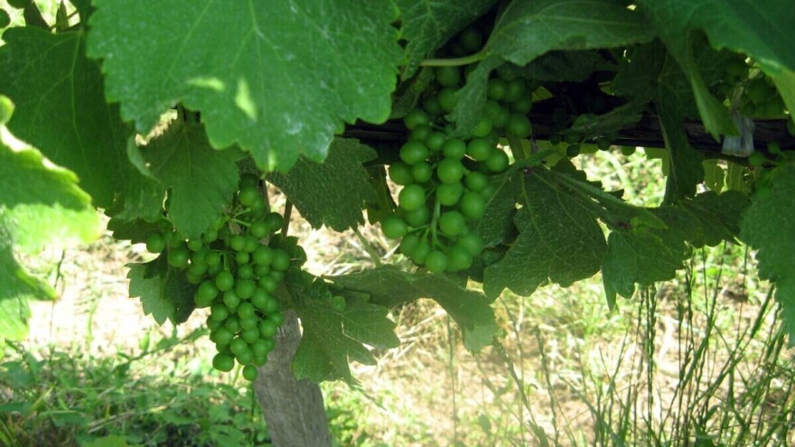 Zrna grožđa veća nego što bi trebalo - kakvo će biti vino?