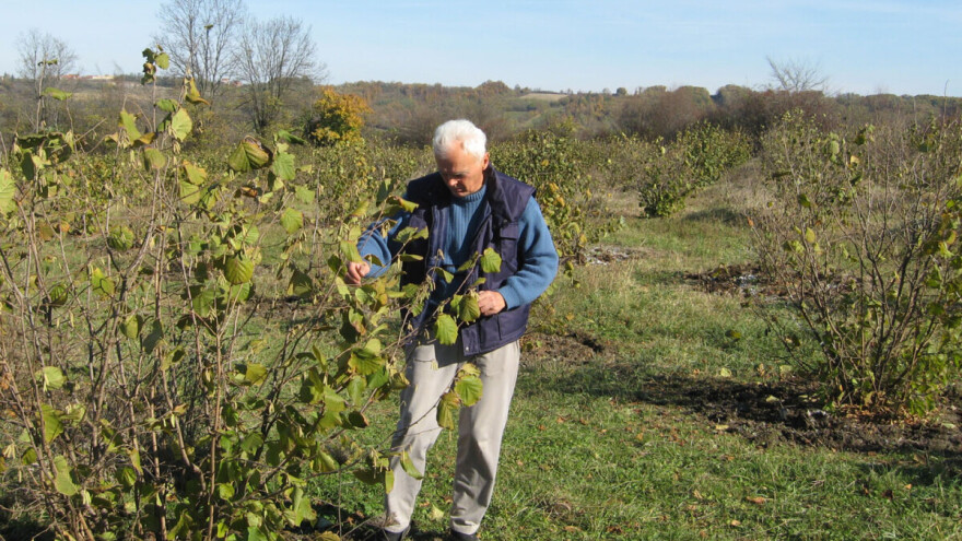 Zašto je navodnjavanje lijeske toliko bitno?