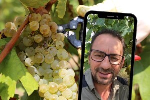 Dva izazova traže posebnu pažnju vinogradara kod određivanja termina berbe