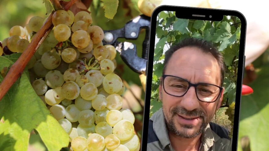 Dva izazova traže posebnu pažnju vinogradara kod određivanja termina berbe