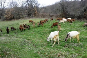 Izazovi malih poljoprivrednika juga Srbije