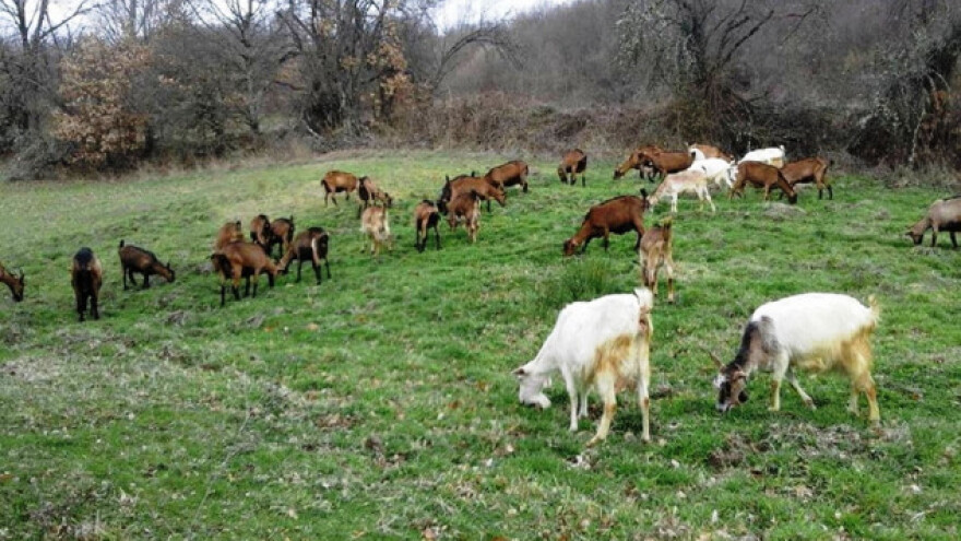 Izazovi malih poljoprivrednika juga Srbije