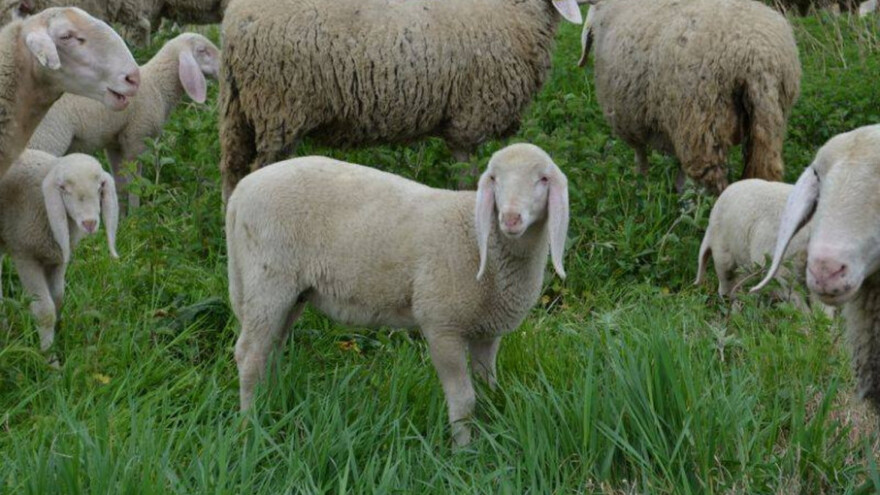 Kad je ovčarstvo u genima, ovca je omiljena životinja