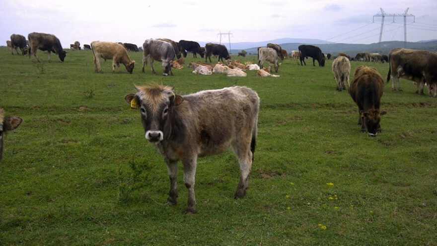 Stara planina: stočari - čuvari autohtonih grla