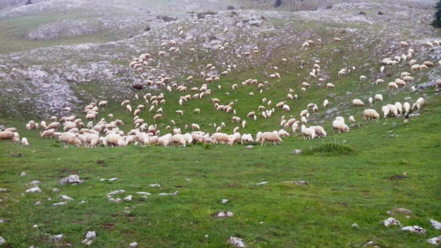 Sjenička ovca - malo traži, puno daje