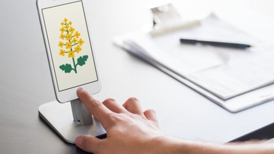 Vrhunski rezultati novih KWS hibrida uljane repice!