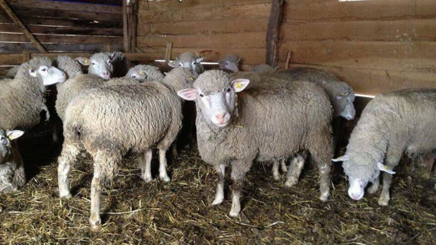 Selekcijom i genetikom do kvalitenih grla