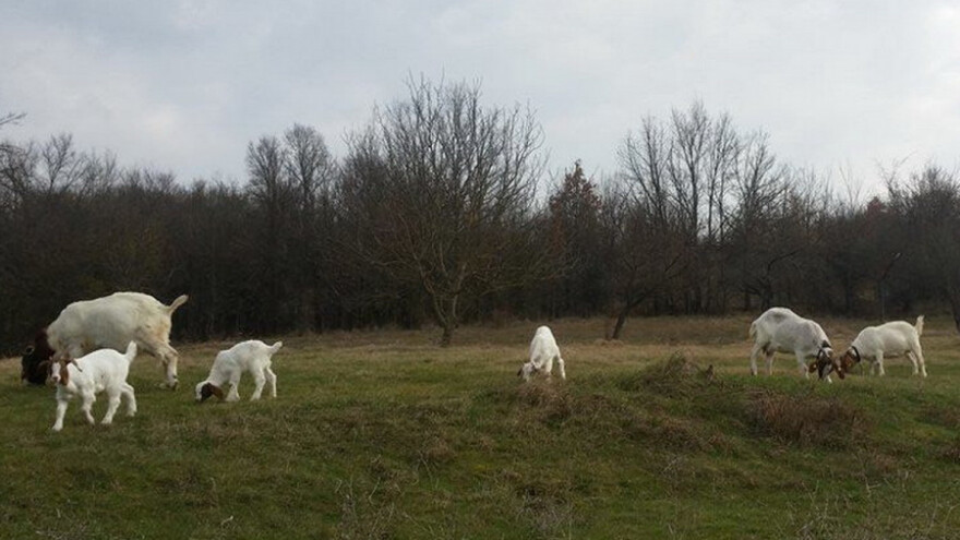 Burska koza - tovna i napredna rasa