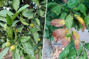 Visoke temperature ugrozile i mandarine, plodovi masovno opadaju, a na listovima - palež