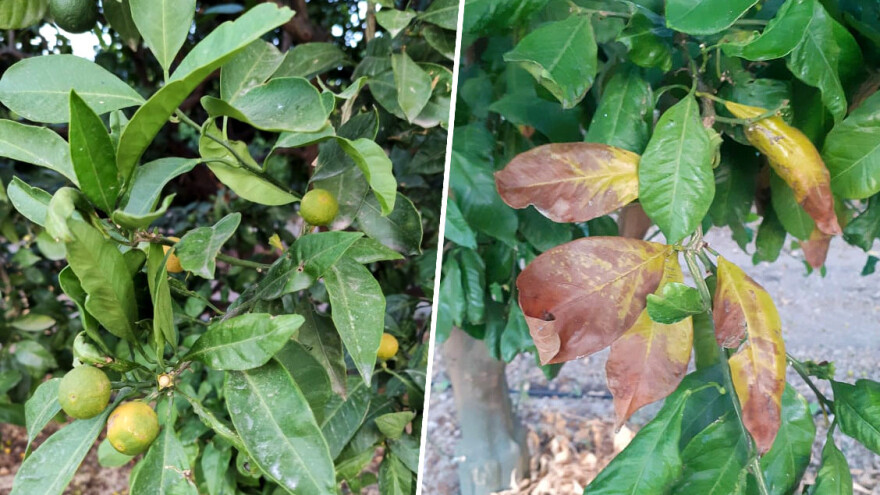 Visoke temperature ugrozile i mandarine, plodovi masovno opadaju, a na listovima - palež