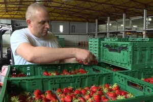 Što je sve potrebno za lijepu i ukusnu jagodu - od polja do stola