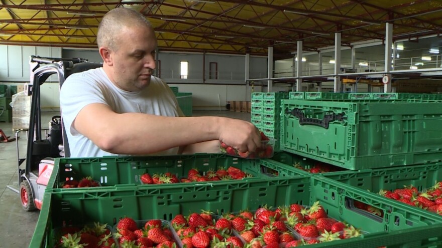 Što je sve potrebno za lijepu i ukusnu jagodu - od polja do stola