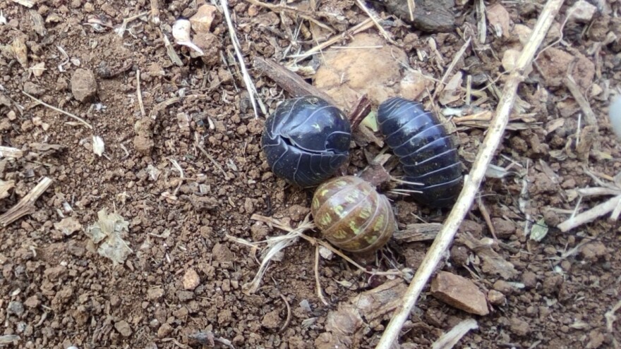 Priroda se brine sama za sebe - mokrice uklanjaju teške metale iz zemljišta
