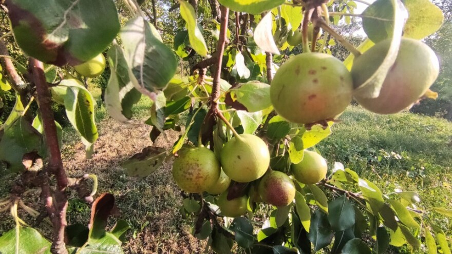 Stara tetka Tepka - jedna od najstarijih sorti kruške otporna na mnoge bolesti