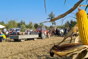 Županijski dan BC hibrida kukuruza: Prinosi i preko 15 t/ha