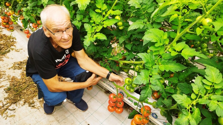 Milan Rak povećao je proizvodnju rajčice sa tri na - 60 tona!