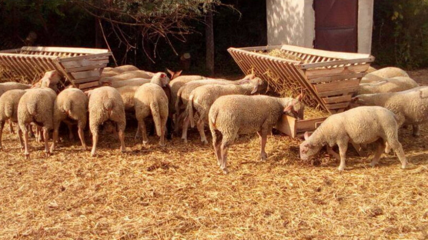 Mesnata ovca visoke plodnosti