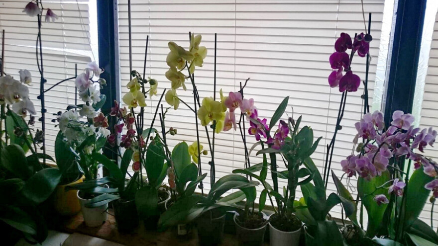 U sobnom carstvu orhideja