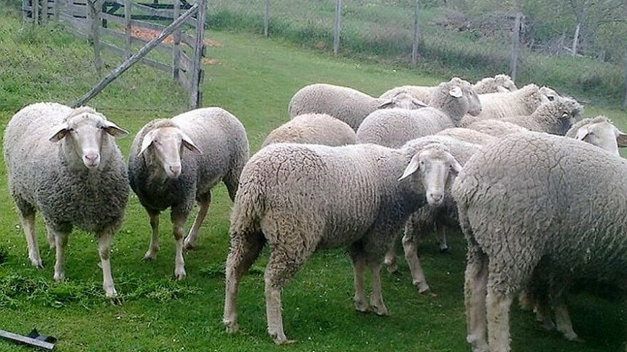 Čaba Boršoš iz Adorjana ima najbrojnije stado ovaca rase virtemberg u Srbiji