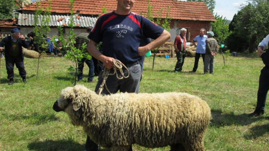 Svrljiška pramenka - ponos svog kraja