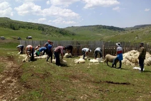 Striža ovaca na Pešteru