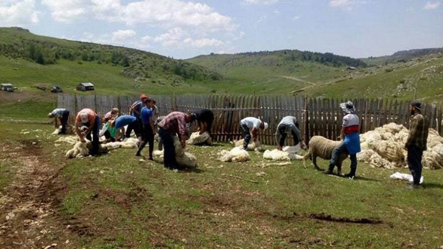 Striža ovaca na Pešteru