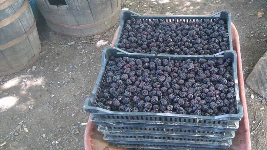 Kupinari: Ugrožen je opstanak srpskog seljaka