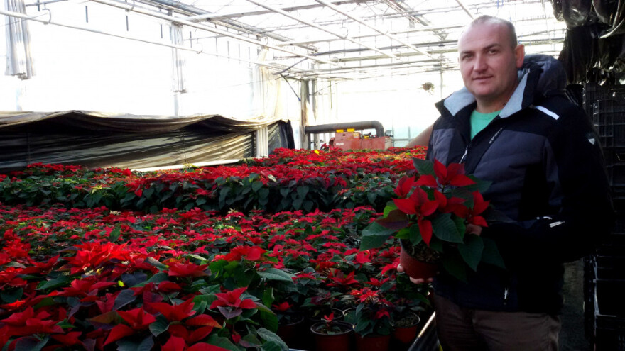 Božićna zvezda zahteva brižljivu negu