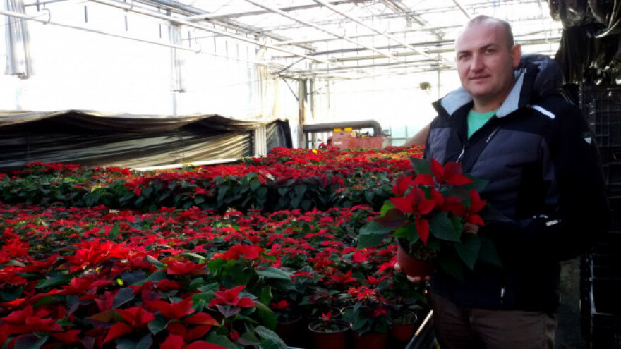 Božićna zvijezda zahtijeva brižljivu njegu