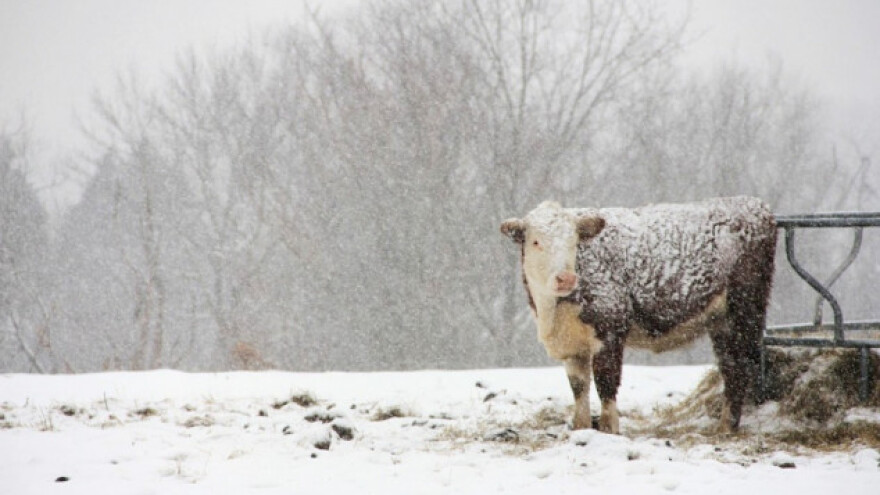 Njega stoke u zimskom periodu