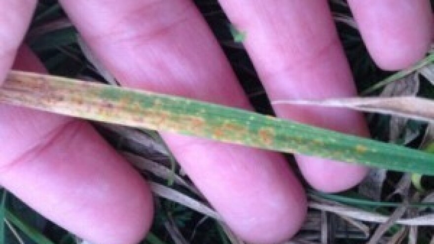 Žitarice - predviđanja za fungicidnu sezonu